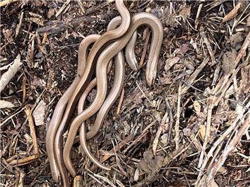 Slow worms - HCV saves slow worms!