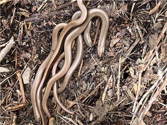 HCV saves slow worms!